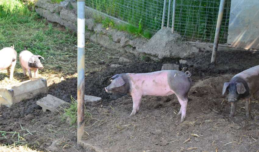 Schweine-auf-der-Weide-002